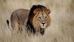 $1bn annually is what's needed to save Africa's lions - here's how we arrived at the price tag