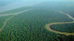 Strict Amazon protections made Brazilian farmers more productive, new research shows
