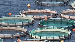 Fish farming at industrial scale: a Turkish case study