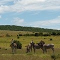 SANParks and Welgevonden Game Reserve enter partnership agreement
