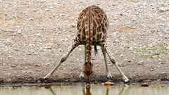 Africa could lose more than half its bird and mammal species by 2100