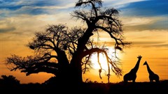 TBC to roll out new tourism channel: 'Tanzania Safari Channel'