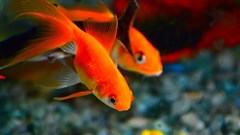 Attention spans - the evolution of a goldfish