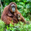 Palm oil boycott could actually increase deforestation - sustainable products are the solution