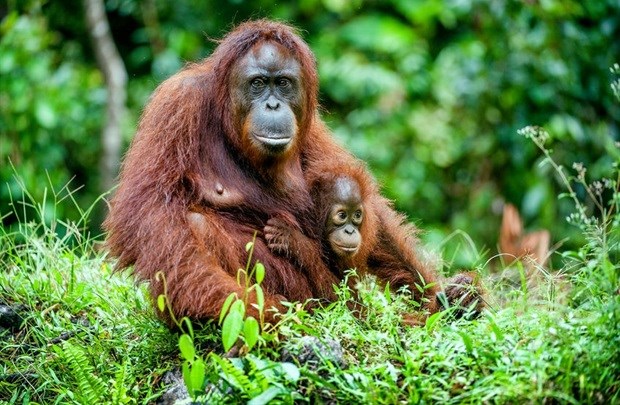 Palm oil boycott could actually increase deforestation - sustainable products are the solution