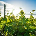 Debilitating drought no match for SA wine