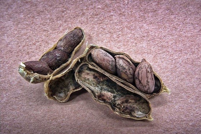 'Systems thinking' can be used to solve complex food contamination problems