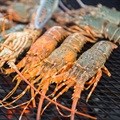 Cuts on rock lobster fishing in line with court judgment