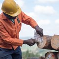 PEFC endorses sustainable forest management initiative for SA's rural farmers