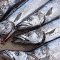 #BizTrends2019: In praise of the pilchard; the delights of unfashionable fish