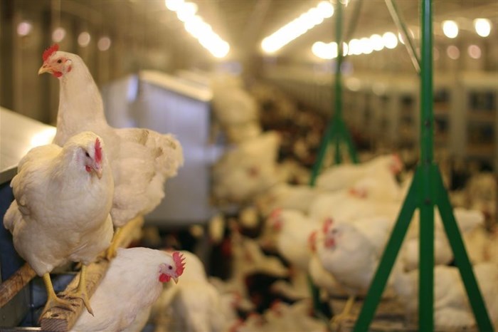 Cognitive robots impact poultry sector