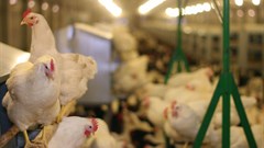 Cognitive robots impact poultry sector