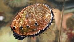 Abalone. Image by Toby Hudson, CC BY-SA 3.0,
