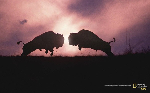 FoxP2 wins Epica Gold