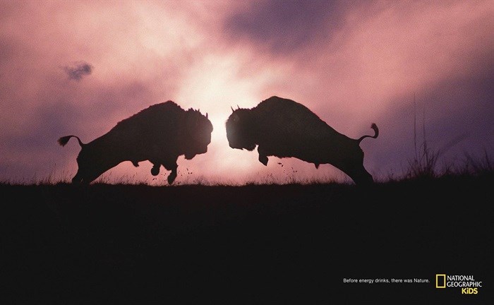 FoxP2 wins Epica Gold