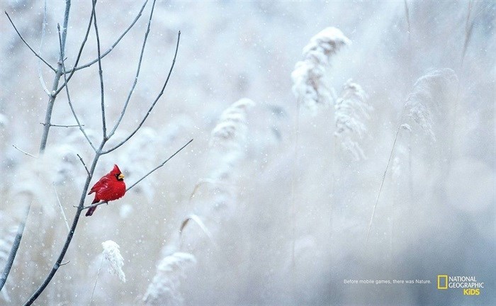 FoxP2 wins Epica Gold