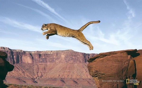 FoxP2 wins Epica Gold