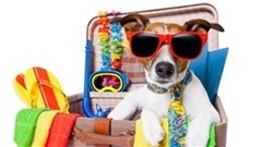 Import regulations: What traveller's to SA should know