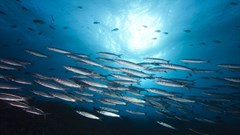 We can eat our fish and fight climate change too