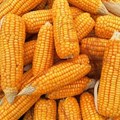 A brief history of South Africa's maize production