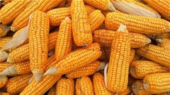 A brief history of South Africa's maize production