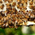 Honey bees, already at risk, face a new threat from a common herbicide
