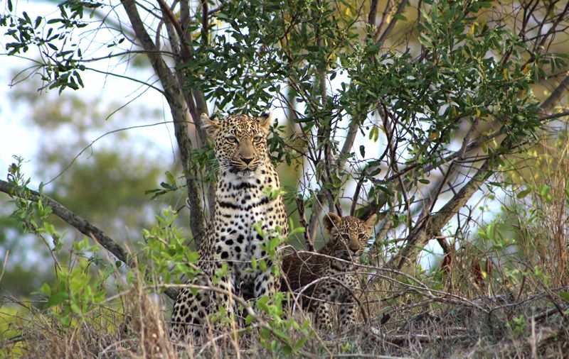 Jock Safari Lodge in Kruger relaunches