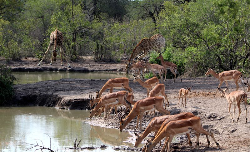 Jock Safari Lodge in Kruger relaunches