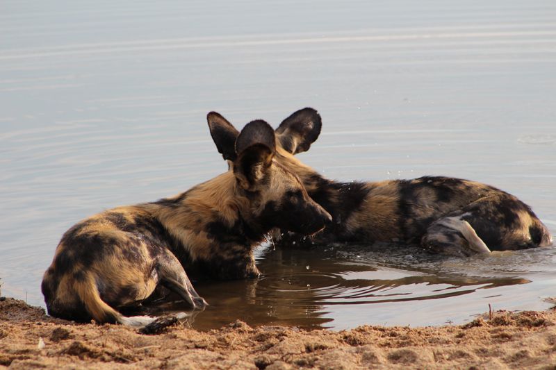 Jock Safari Lodge in Kruger relaunches