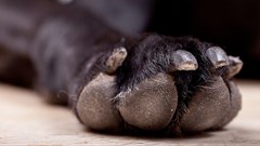 On trimming your dog's nails, heart rate monitors and captivating advertising