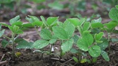 Living Soil: A documentary for all of us