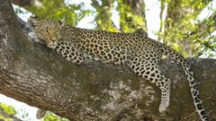 Mokonyane to appoint panel to review conservation policies, legislation and practices