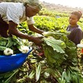 Africa farmers need finance that is focused on the entire value chain