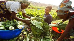 Africa farmers need finance that is focused on the entire value chain