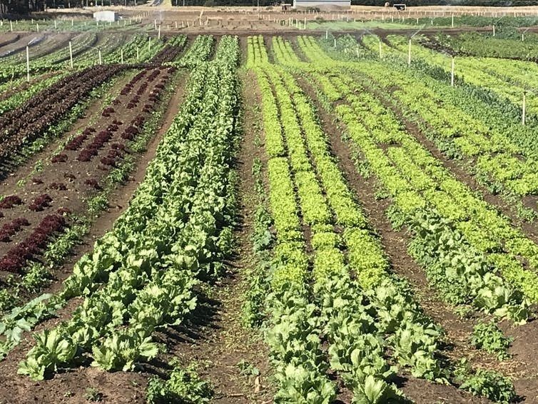 Governments are slowly starting to realise the importance of city fringe farming and providing greater protections. Foodprint Melbourne