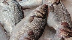 WorldFish, COMESA facility in Zambia to help boost fish trade in Africa