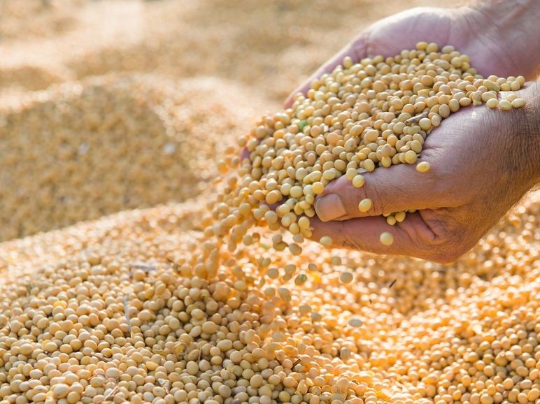 Improving the soybean value chain