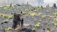 Madagascar's indigenous forests are being stripped to meet energy needs. Photo: Greentumble