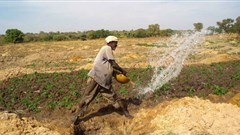Farmer irrigating vegetables in Mali ©Tingju Zhu/IFPRI