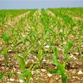 South Africa's 2018/19 maize harvest estimate lowered