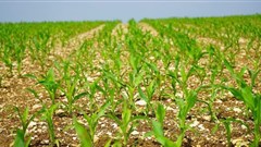 South Africa's 2018/19 maize harvest estimate lowered