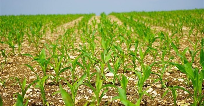 South Africa's 2018/19 maize harvest estimate lowered