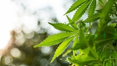 AB InBev dips toe into cannabis drinks business with $100m joint venture deal