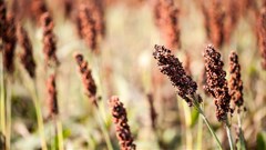 Can South Africa's sorghum industry be revived?
