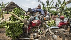 A motorcyclist has his vehicle loaded with hands of matoke - ©Panos