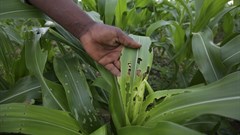 African countries should turn to lower risk solutions to fight fall armyworm