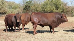 Challenging year ahead for South African beef cattle farmers