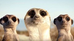 Screen grab from the Orchid-worthy ad.