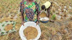 Why Nigeria should first support rice farmers before it cuts off imports