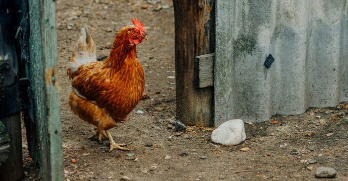 New nitrogen removal technology reveals poultry manure potential for anaerobic digestion